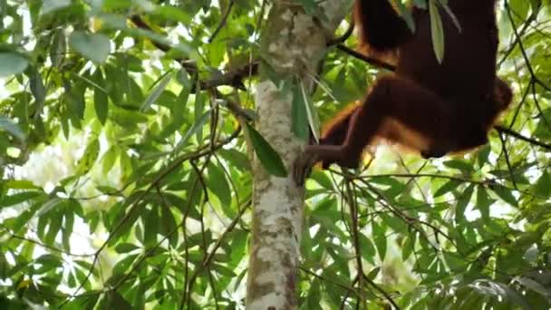 Bebê Orangotango Parte Trás Sua Mãe Subir Uma Árvore Cena — Vídeo de Stock