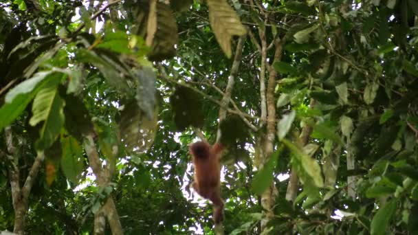 Baby Orang Utan Clim Tree Borneo Forest — стоковое видео