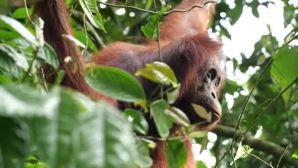 Cichy Dorosły Orangutan Drzewie Rozglądającym Się Dookoła Niego Borneo Malezja — Wideo stockowe