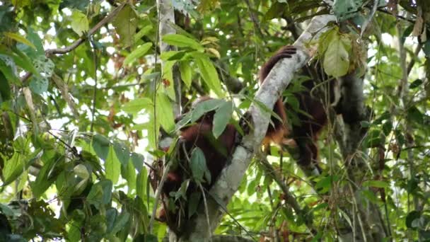 Ein Erwachsenes Orang Utan Weibchen Macht Pause Einem Baum Und — Stockvideo