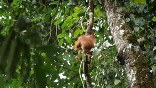 Baby Orang Utan Comes Tree Join His Mom — 图库视频影像