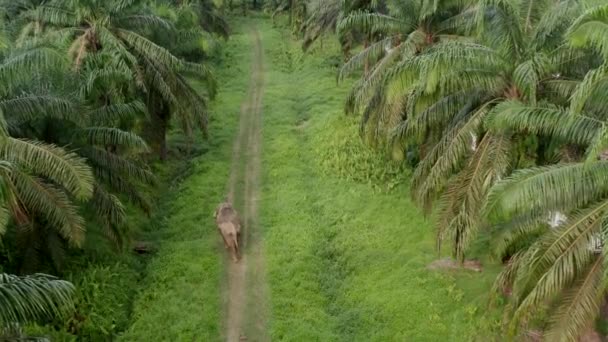 Amazing Aerial Top Shot Pygmy Elephant Walking Alone Oil Palm — Vídeo de stock