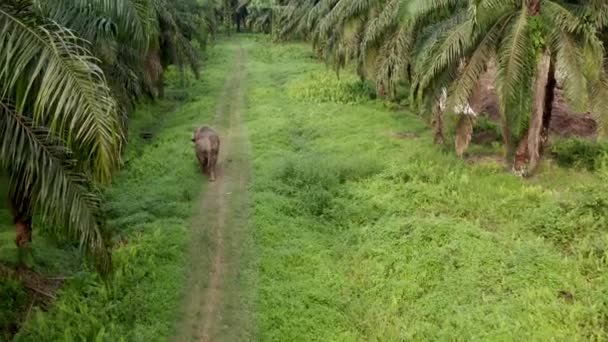 Aerial Shot Pygmy Elephant Walking Alone Malaysian Palm Plantation Drone — Αρχείο Βίντεο
