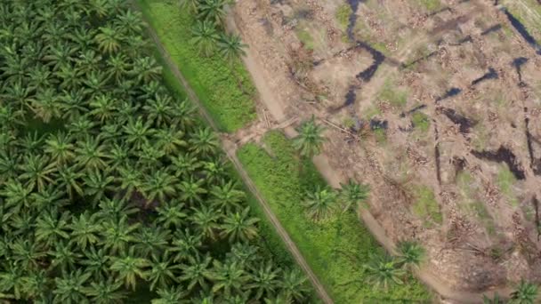 Уникальный Широкоугольный Воздушный Снимок Слона Идущего Один Вдоль Реки Пальмами — стоковое видео
