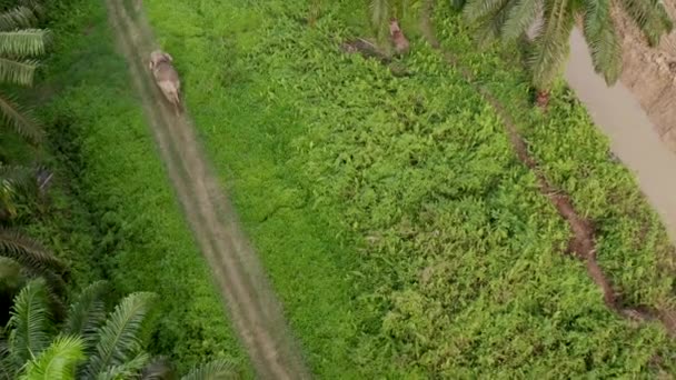 이지아의 야자나무를 코끼리의 드론은 높이로 천천히 내려가고 — 비디오