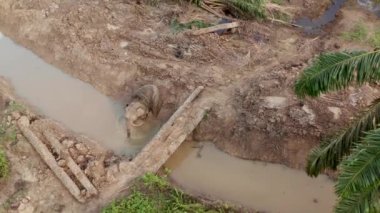 Borneo 'daki palmiye yağı bölgesinin yakınındaki nehirde banyo yapan filin havadan çekilmiş fotoğrafı. Fil banyodan sonra ayrılıyor.