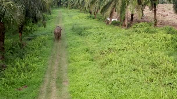 Aerial Shot Pygmy Elephant Walking Alone Malaysian Palm Plantation Drone — стоковое видео