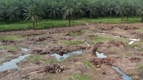 マレーシアの破壊されたヤシの地域と川で象の空中撮影だけで歩く 象は食べ物を探している — ストック動画