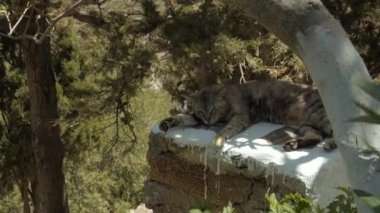 Bir kedi, zeytin ağacının altındaki beyaz bir duvarın gölgesinde şekerleme yapıyor.