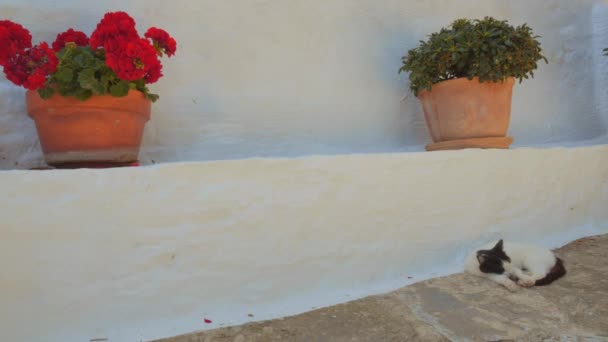 Před Typickým Řeckým Domem Kočka Zdřímne Stínu Vybělené Stěny Vedle — Stock video