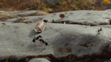 Extreme close-up  of a colony ants on the ground. They carrying leaves, grass and seeds to the anthill. Shot in warm color in the end of day in Greece