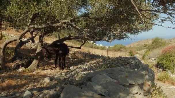 Ein Stehender Brauner Esel Kratzt Schatten Eines Baumes Auf Einem — Stockvideo