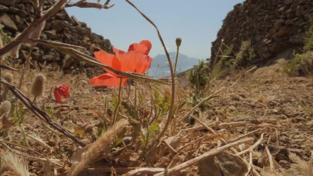 Small Hiking Path Small Single Red Poppy Flower Growing Road — Vídeo de Stock
