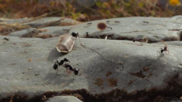 Extreme Close Colony Ants Ground Carrying Leaves Grass Seeds Anthill — Vídeo de Stock