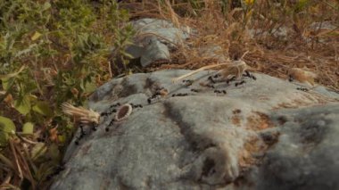 Wide shot of a colony of ants carrying seeds, leaves and grass to the anthill. Filmed in Amorgos island at the end of the afternoon. Greece