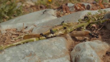 Beautiful macro shot of a colony of ants carry seeds, leaves and grass to the anthill. Filmed in Greece at the end of the afternoon