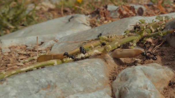 Beautiful Macro Shot Colony Ants Carry Seeds Leaves Grass Anthill — Stockvideo