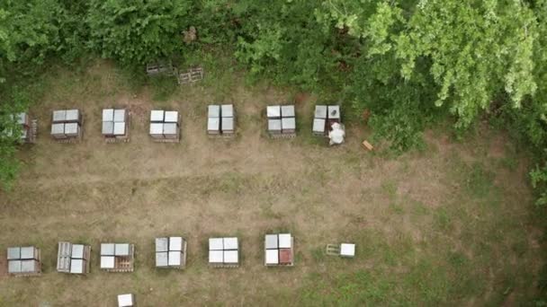 Spring Stunning Aerial Drone Shot Beekeeper Collecting Honey Beehives Hives — Stockvideo