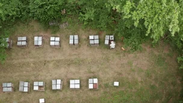 Spring Stunning Aerial Drone Shot Beekeeper Collecting Honey Beehives Hives — ストック動画