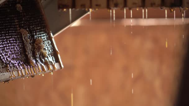 Close Honey Dripping Beehive Frame Warm Light — Stockvideo