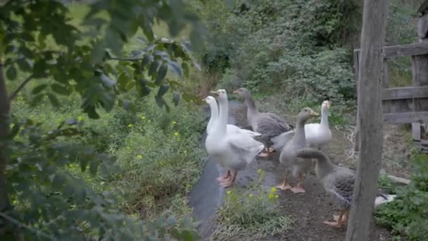 Geese Standing Front Her House Two Gray One White Stretching — Video