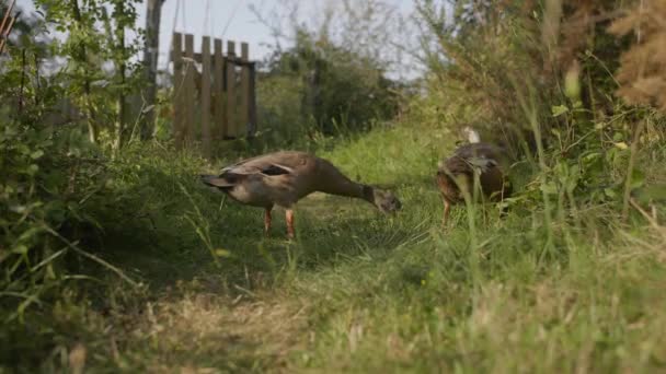 Indian Runner Duck Couple Organic Garden Looking Food Example Permaculture — Vídeo de Stock