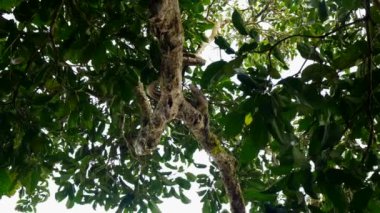 Borneo, Vahşi Yaşam stoğunda Kalimantan nehrinin kıyısından geçen bir su samuru ailesi.