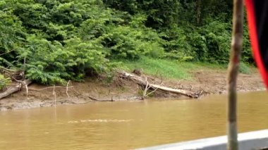 Borneo 'daki Kalimantan nehrinin kıyısından geçen bir su samuru ailesi.
