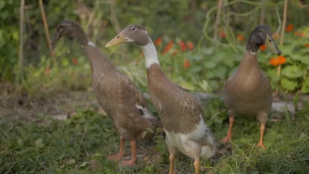 Indian Runner Duck Family Organic Garden Looking Camera Example Permaculture — стокове відео