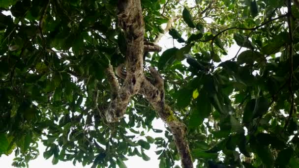 Family Otters Running Edge Kalimantan River Borneo Wildlife Stock — Vídeo de stock