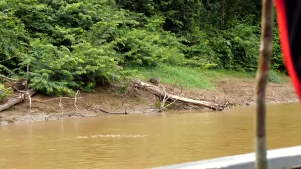Family Otters Running Edge Kalimantan River Borneo Wildlife Stock Footage — стоковое видео