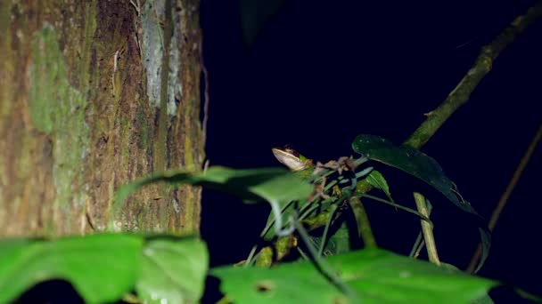 Karanlık Bir Gecede Borneo Ormanında Küçük Bir Tropikal Yeşil Yaprak — Stok video