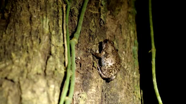 Rough Guardian Frog Tree Jungles Borneo Dark Night Wildlife Nature — Stockvideo