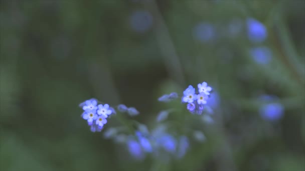 Very Close Purple Forget Myosotis Plant Very Blurred Background Painting — Vídeo de stock