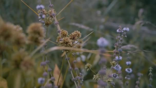 Close Shot Beautiful Natural Set Ripened Dandelion Daylight Background Blue — Stok Video