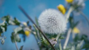 Close-up shot of beautiful natural set on the ripened dandelion in the daylight against the background of blue sky and yellow flowers. 4K slow motion video.