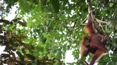 Bir erkek orangutan ağaçta kameraya bakar, Borneo ormanında, Malezya 'da