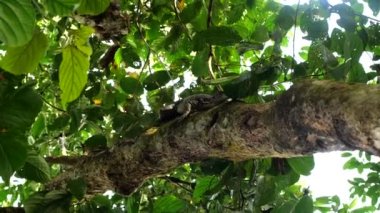 Close up video of monitor lizard resting and sitting on tree in rainforest while raining of Borneo, Malaysia
