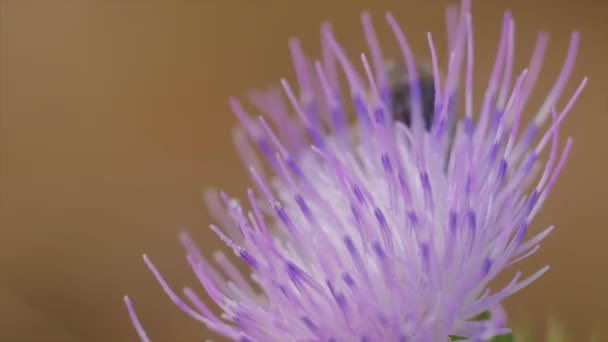 Piękne Makro Ujęcie Pszczoły Żerującej Różowo Białym Kwiatku Ostu — Wideo stockowe