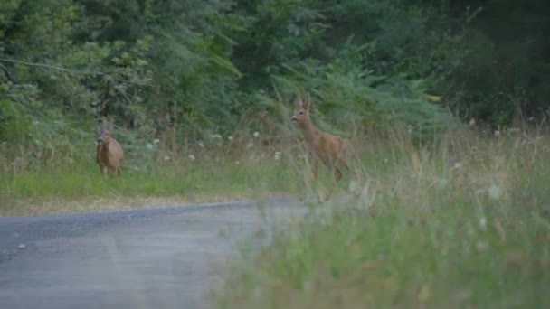 Two European Roe Deer Capreolus Capreolus One Baby Her Mother — 图库视频影像