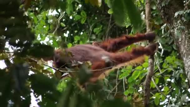 Seorang Remaja Orang Utan Bermain Pohon Hutan Borneo — Stok Video