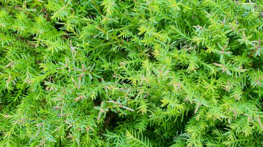 Taş zeminde bitkiler. Çam, eşkıya ve ladin dalları. Neşeli arkaplan.