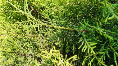 Taş zeminde bitkiler. Çam, eşkıya ve ladin dalları. Neşeli arkaplan.