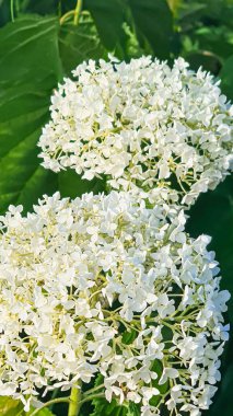 Bahçelerdeki ve parklardaki bitkiler. Yeşil yapraklar ve lavanta çiçekleri. Çam dalları, arborvitae ve ladin. Doğa.