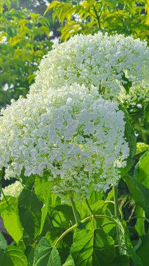 Bahçelerdeki ve parklardaki bitkiler. Yeşil yapraklar ve lavanta çiçekleri. Çam dalları, arborvitae ve ladin. Doğa.