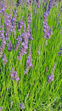 Bahçelerdeki ve parklardaki bitkiler. Yeşil yapraklar ve lavanta çiçekleri. Çam dalları, arborvitae ve ladin. Doğa.