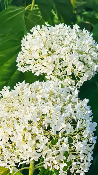 Bahçelerdeki ve parklardaki bitkiler. Yeşil yapraklar ve lavanta çiçekleri. Çam dalları, arborvitae ve ladin. Doğa.
