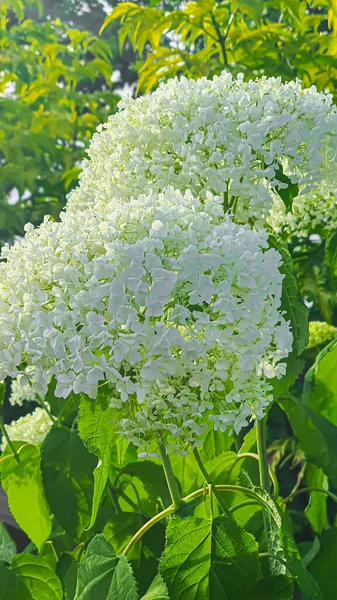 Bahçelerdeki ve parklardaki bitkiler. Yeşil yapraklar ve lavanta çiçekleri. Çam dalları, arborvitae ve ladin. Doğa.