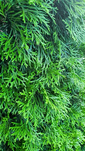 공원에 식물들 라벤더 꽃입니다 소나무 Arborvitae Spruce 의가지 — 스톡 사진
