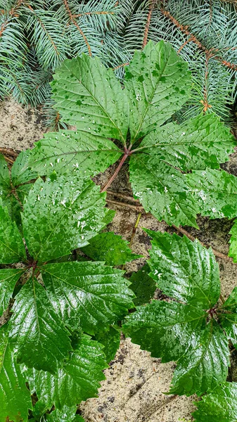 Zelené Rostliny Velké Plochy Pokrývají Smrkové Listy Větve Tapeta Pozadí — Stock fotografie